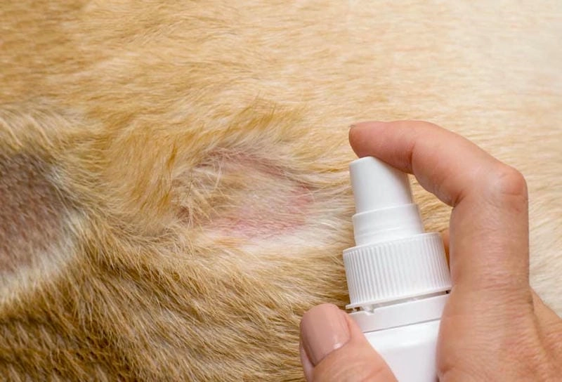 Xem ngay hình ảnh bệnh nấm mèo ở mèo thực tế