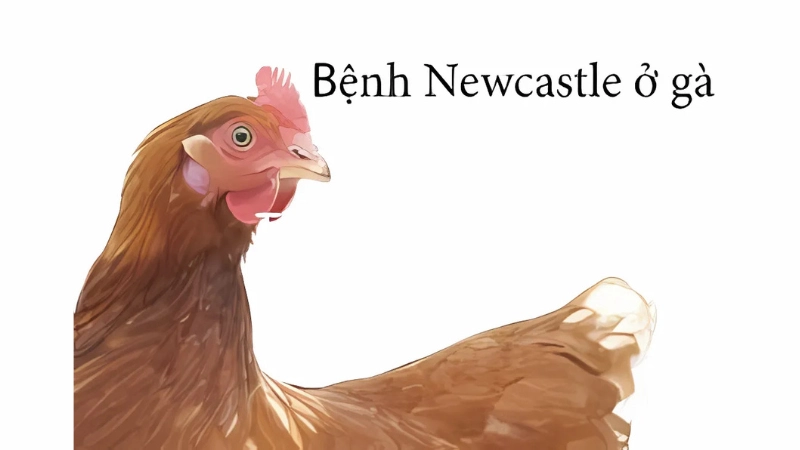 Nhận biết sớm qua hình ảnh bệnh Newcastle ở gà chuẩn