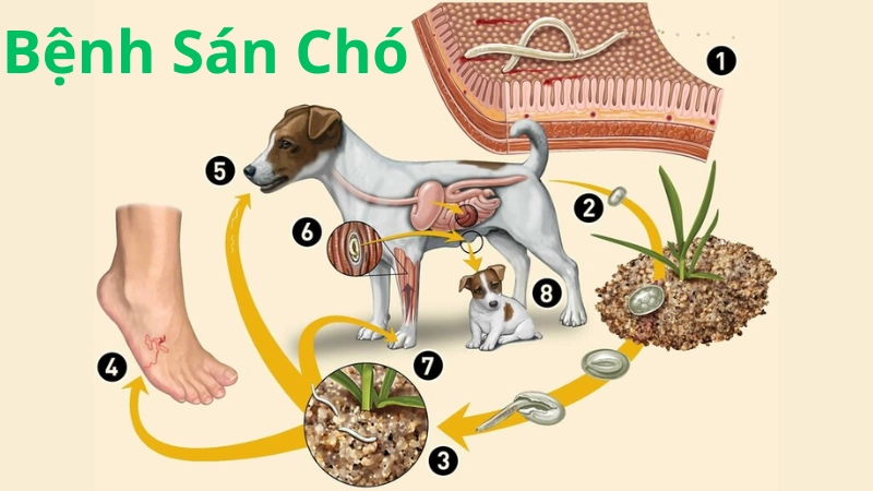 Hình ảnh bệnh sán chó và triệu chứng nguy hiểm tiềm ẩn