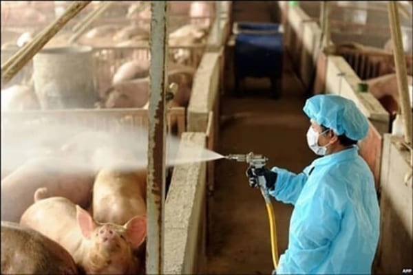 Dấu hiệu nhận biết tai xanh ở lợn là tai tím tái và sốt cao