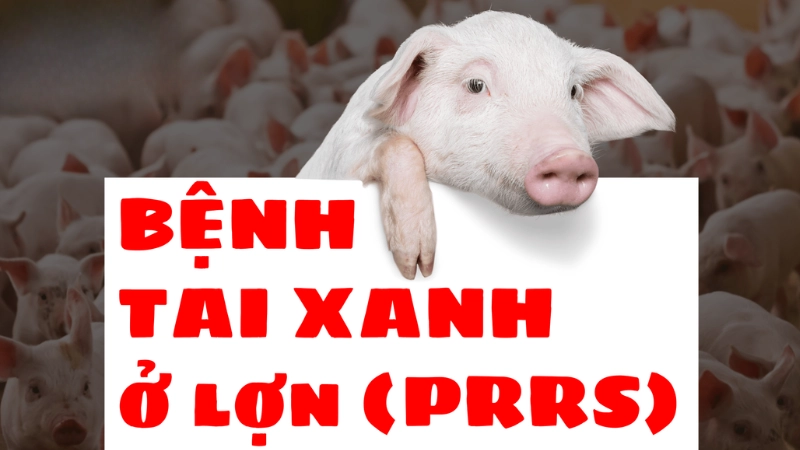 Cách nhận diện hình ảnh bệnh tai xanh ở lợn chính xác