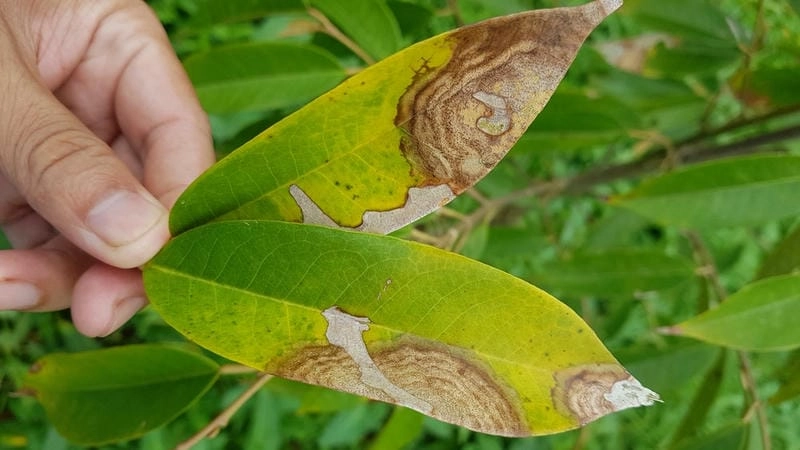 Khám phá hình ảnh bệnh thán thư rõ nét trên lá