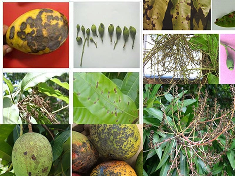 Theo dõi các ảnh bị bệnh thán thư để dễ phòng tránh