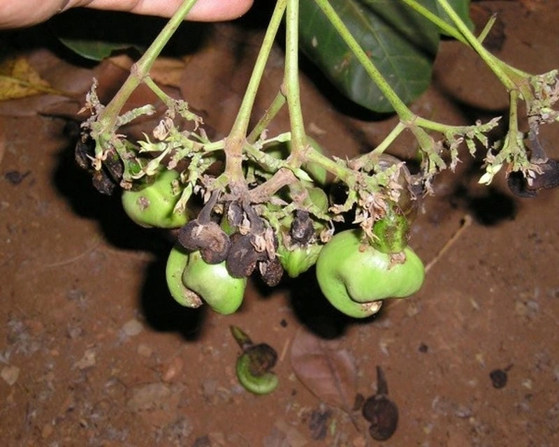 Tìm hiểu ảnh cây bị bệnh thán thư và cách chữa trị