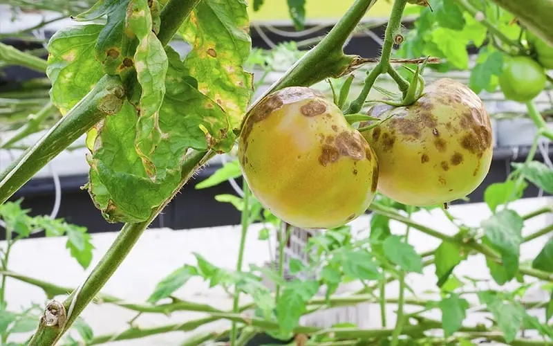 Tác nhân chính là nấm gây bệnh thán thư nguy hiểm