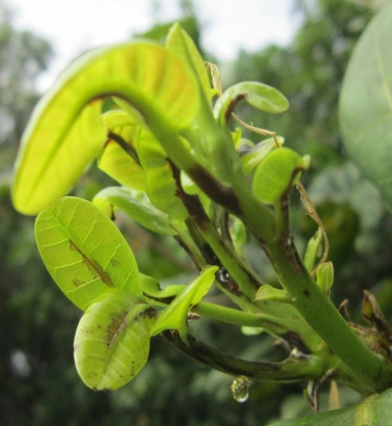 Giải thích nguyên nhân bệnh thán thư dễ bùng phát