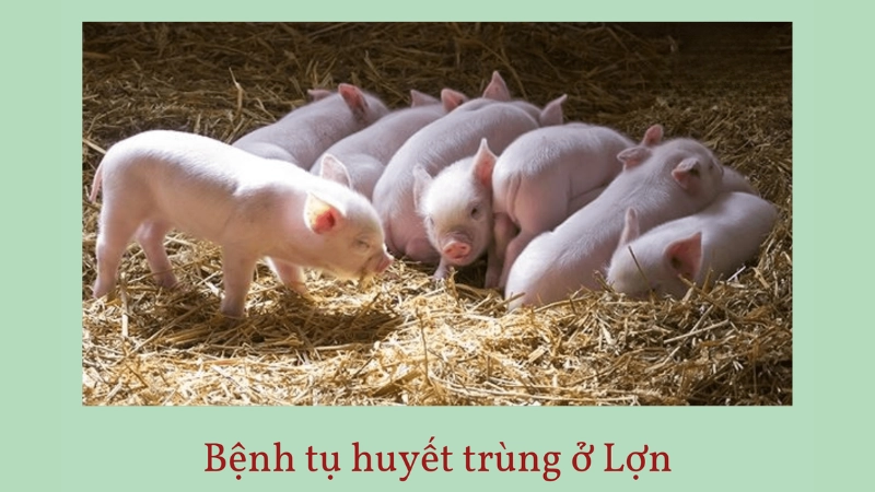 Cảnh báo từ hình ảnh bệnh tụ huyết trùng ở lợn thực tế
