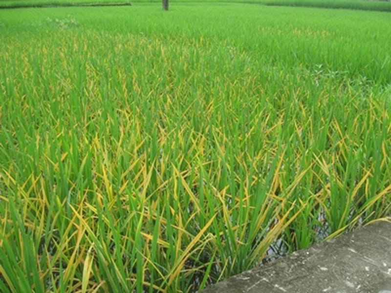 Nhận diện nhanh qua ảnh bị bệnh vàng lá lúa chuẩn thực địa