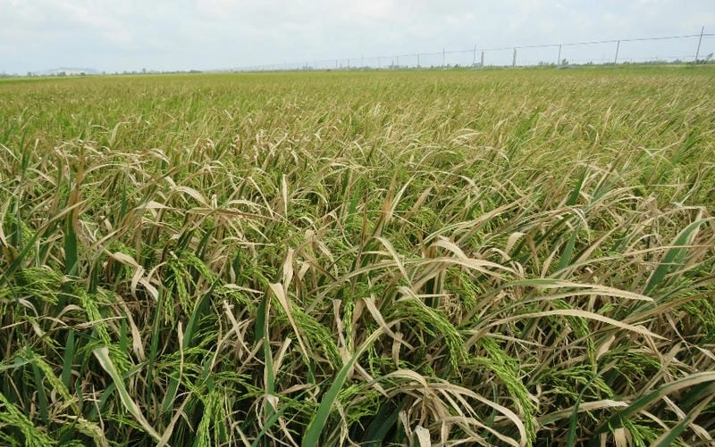 Giải thích chi tiết nguyên nhân lúa bị vàng lá từ chuyên gia