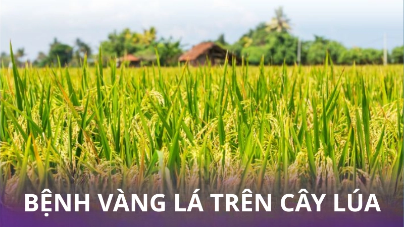 Nhận biết qua hình ảnh bệnh vàng lá lúa thường gặp