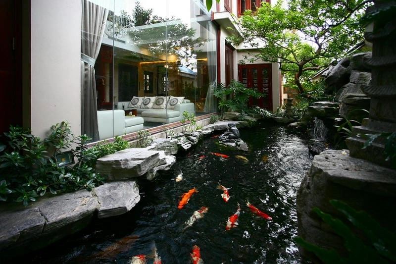 Thiết kế nhỏ gọn từ mẫu bể cá koi mini