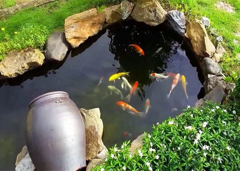 Tạo sân vườn ấn tượng với các mẫu bể cá ngoài trời đẹp