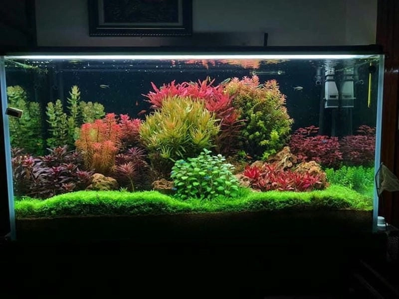 Hút mắt với mẫu bể biotop đẹp mang đậm chất tự nhiên