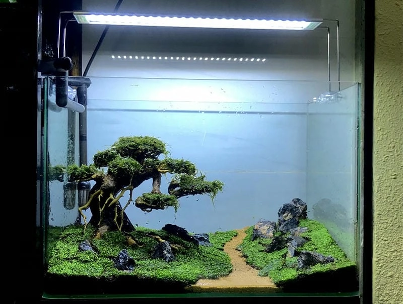 Thưởng thức các mẫu bể biotop đẹp giúp thư giãn tinh thần