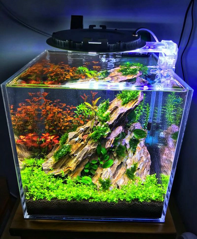 Định hình góc decor với mẫu bể thủy sinh 60x40x40 đẹp