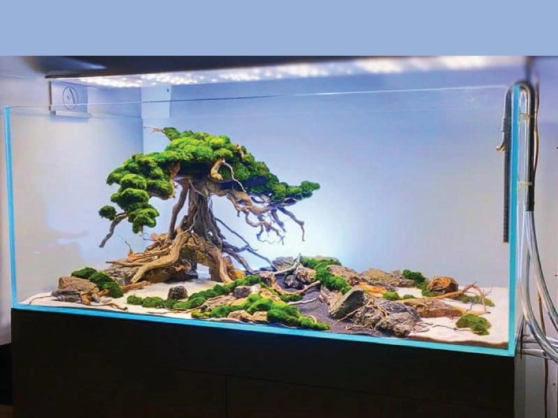 Trang trí nội thất bằng mẫu hồ cá trong nhà độc đáo