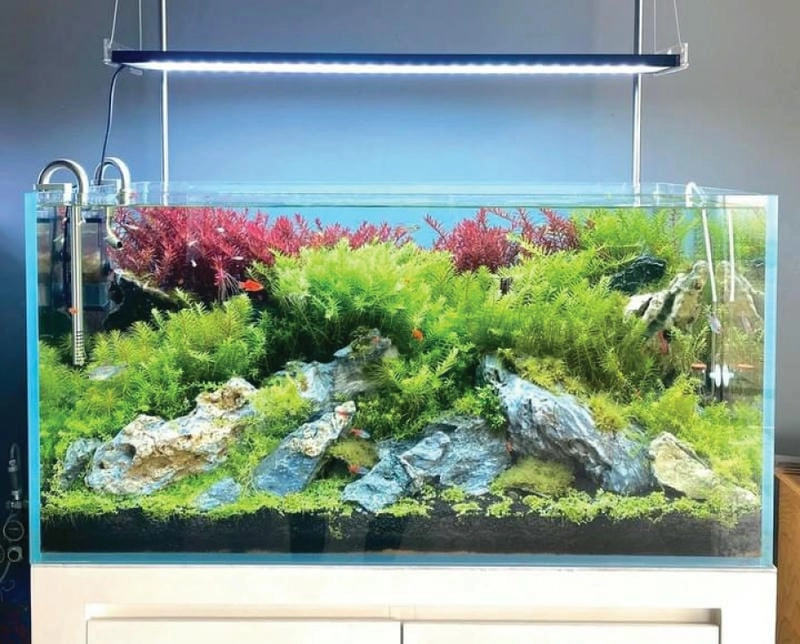 Ngắm nhìn mẫu hồ cá trong nhà đẹp tạo cảm giác thư giãn