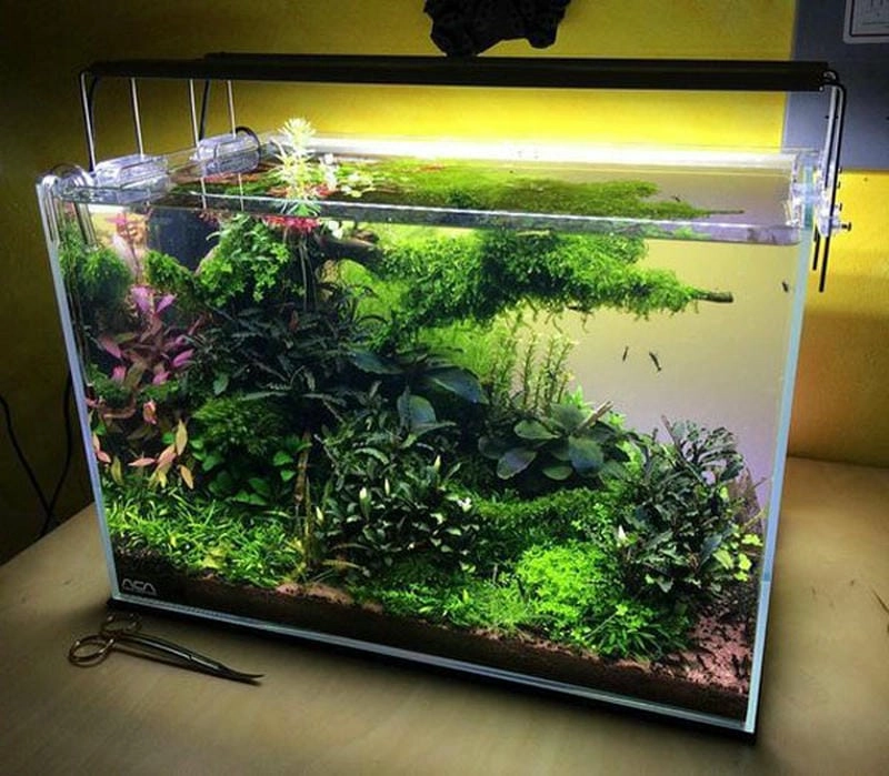 Ấn tượng từ cái nhìn đầu tiên với mẫu bể cá đẹp