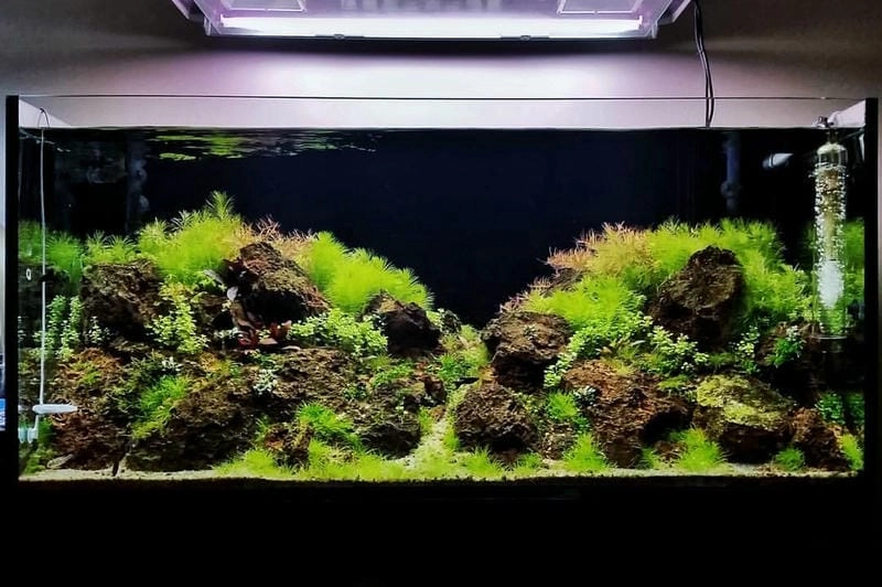 Tạo điểm nhấn không gian với mẫu bể cá phòng khách