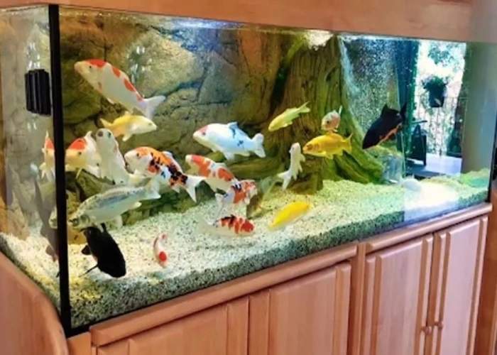 Trang trí nổi bật nhờ mẫu hồ cá koi phòng khách