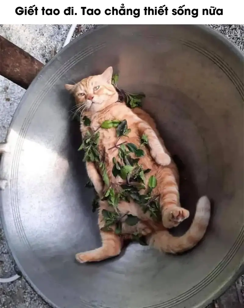 Tự do là khi bạn chọn meme buông xuôi thay vì gồng tiếp