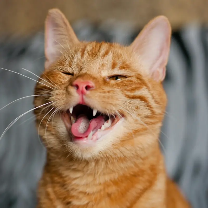 Meme động vật hài hước với meme mèo siêu đáng yêu