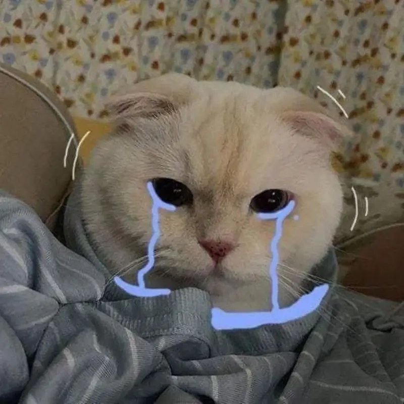 Meme động vật xúc động với meme mèo khóc siêu buồn cười