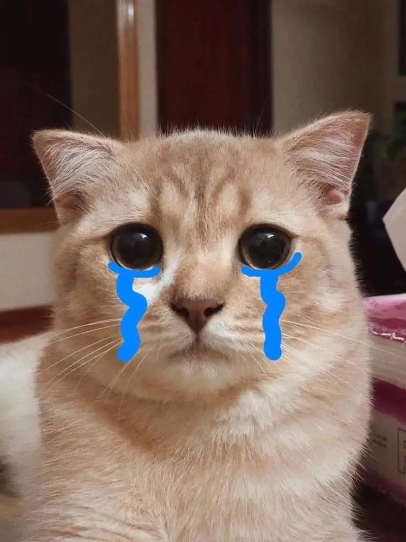 Meme động vật đặc biệt với meme mèo khóc đầy biểu cảm