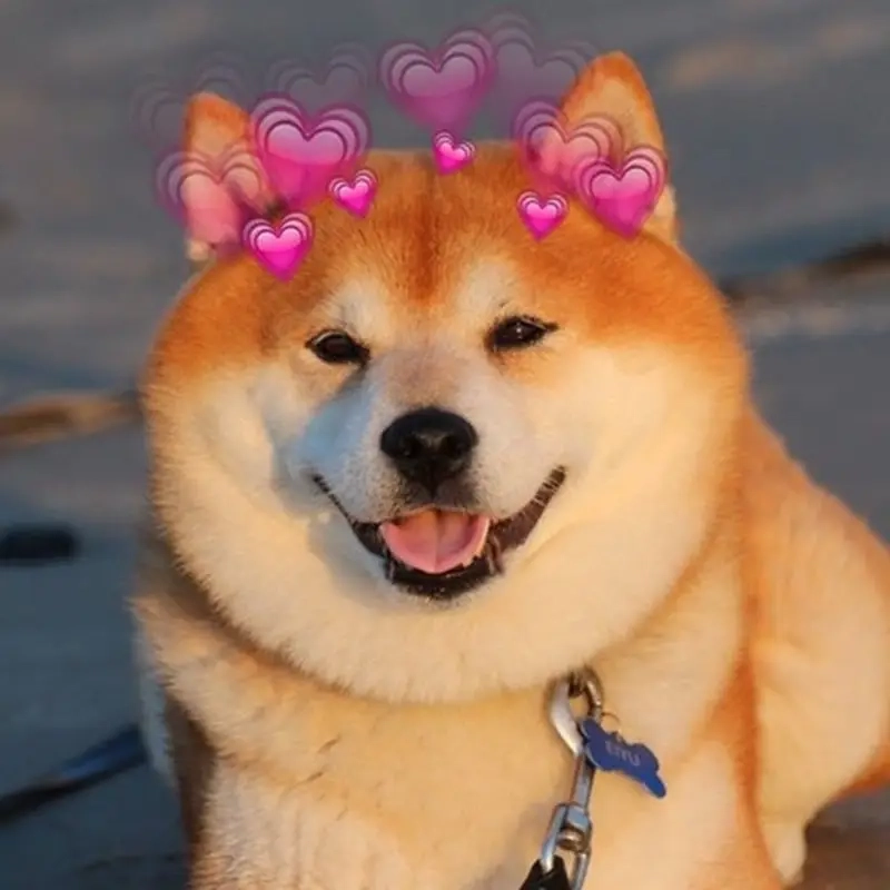 Meme động vật viral với meme chó shiba (cheems) hài hước