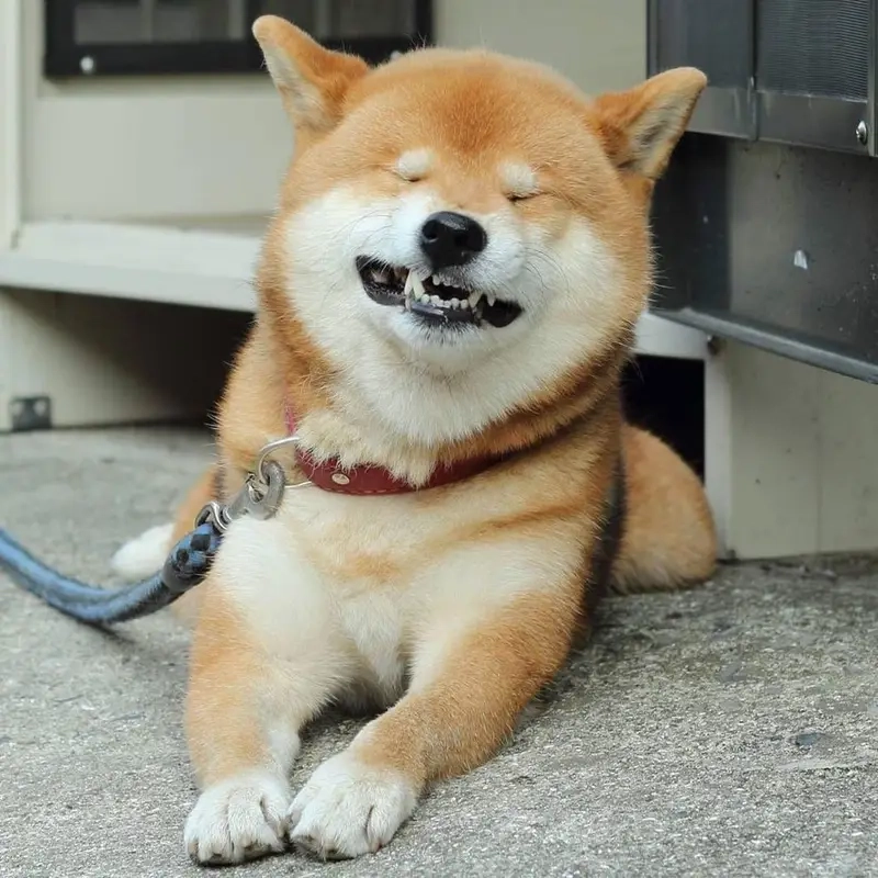 Cười bể bụng với meme chó shiba (cheems) trong meme động vật