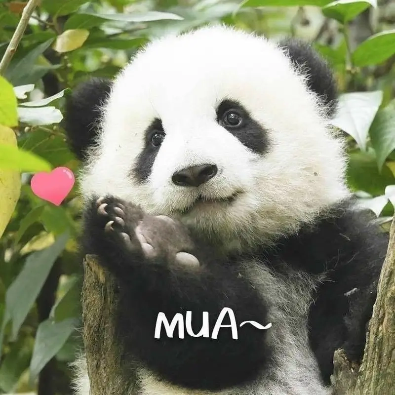 Cười vui với meme gấu trúc trong bộ meme động vật thú vị