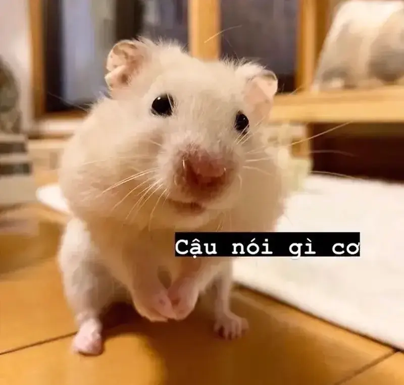 Meme chuột hamster làm meme động vật thêm phần hài hước.