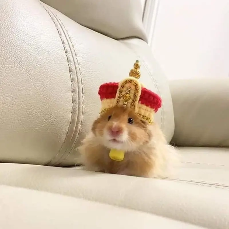 Cười vui với meme chuột hamster trong bộ meme động vật hot