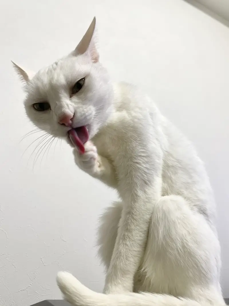 Meme động vật cá tính với meme mèo bựa đầy hài hước