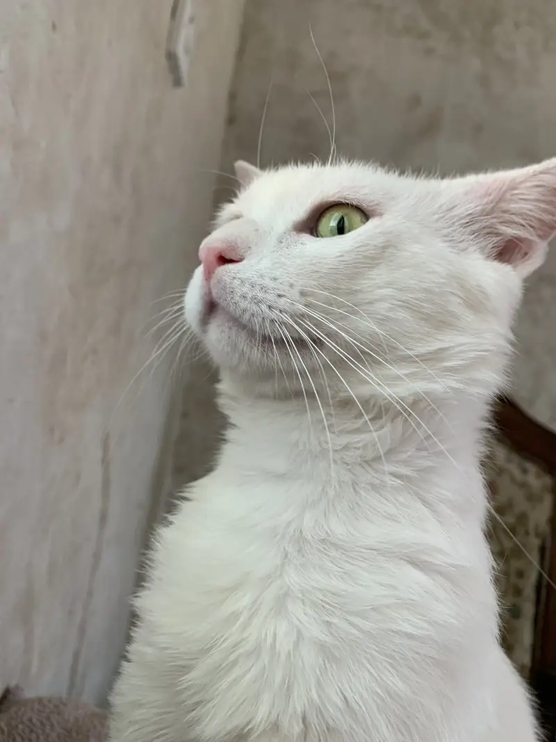 Meme mèo bựa khiến meme động vật thêm phần thú vị