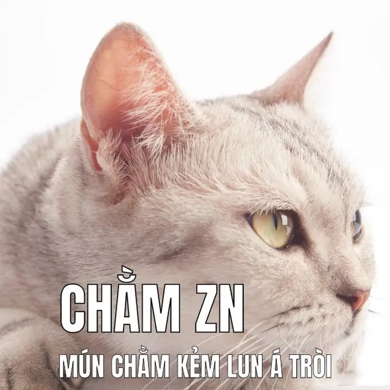 Bộ sưu tập meme 