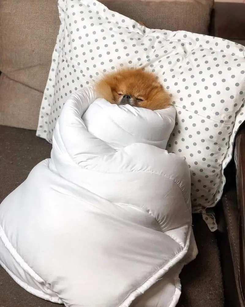 Những cái rét cắt da trong meme mùa đông Hà Nội