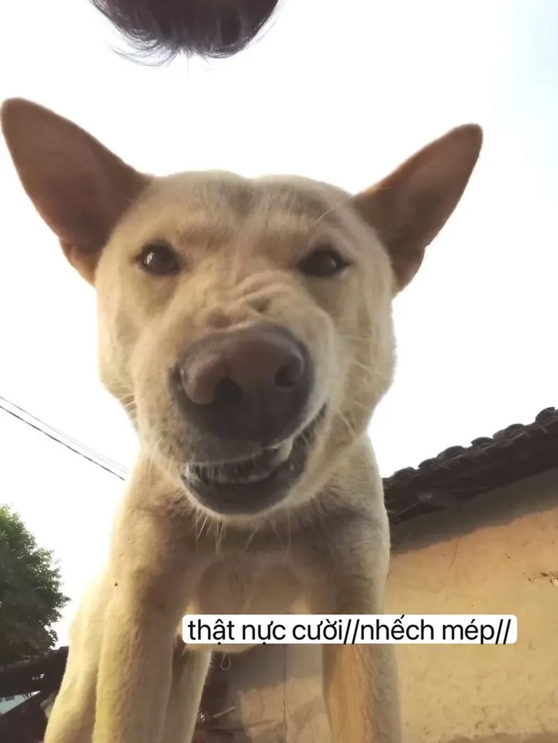 Cười sặc với meme hài vl khiến ai cũng phải phì cười!