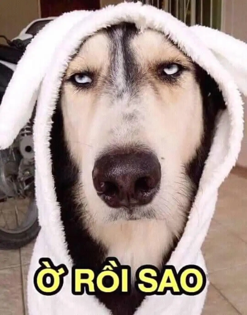 Khám phá top meme hài hước nhất 2024 khiến dân mạng bùng nổ!