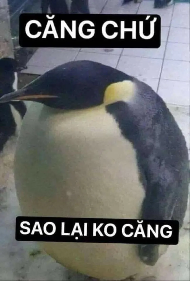Cười không nhặt được mồm với loạt meme hài hước cực chất
