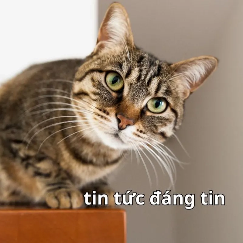 Cảnh báo: Meme cười té ghế – xem xong khó đứng dậy!