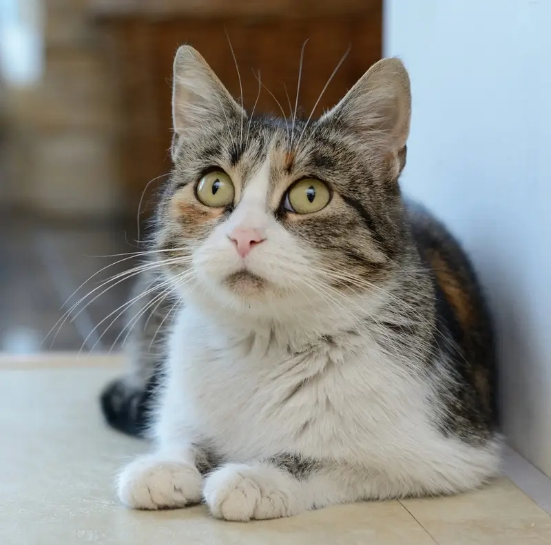 Cảm xúc khó tả qua meme hoang mang tột độ cực hài hước