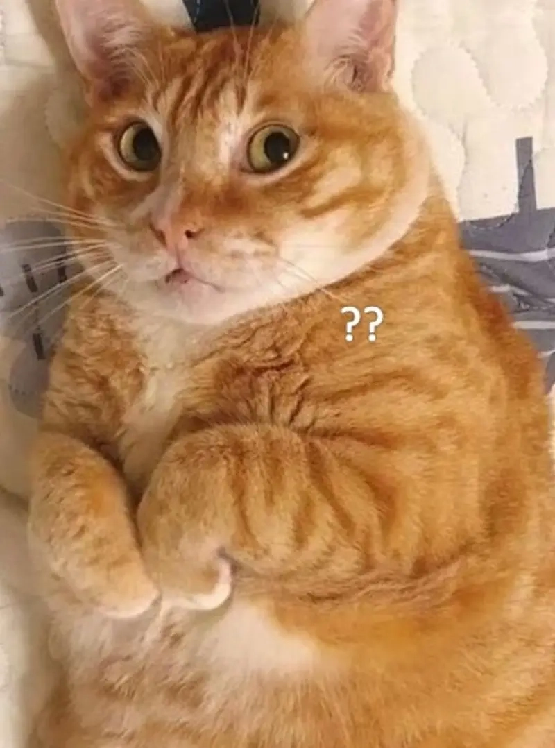 Gửi meme ngơ ngác để chia sẻ phút giây hoang mang không lối thoát!