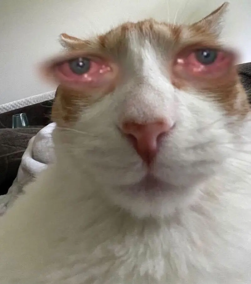 Khi bạn không hiểu gì, meme mặt ngu sẽ giúp bạn thể hiện!