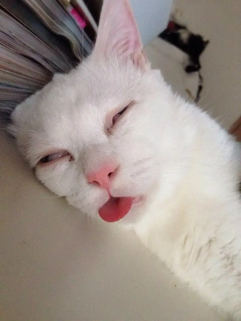 Gửi meme mặt ngu để pha chút hài hước cho cuộc trò chuyện nhàm chán