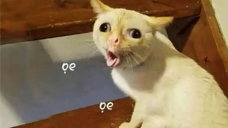 Meme chê hài hước nhưng không kém phần sâu cay