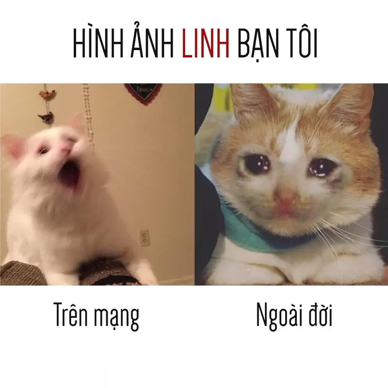 Meme trên mạng và ngoài đời gây sốt cộng đồng mạng