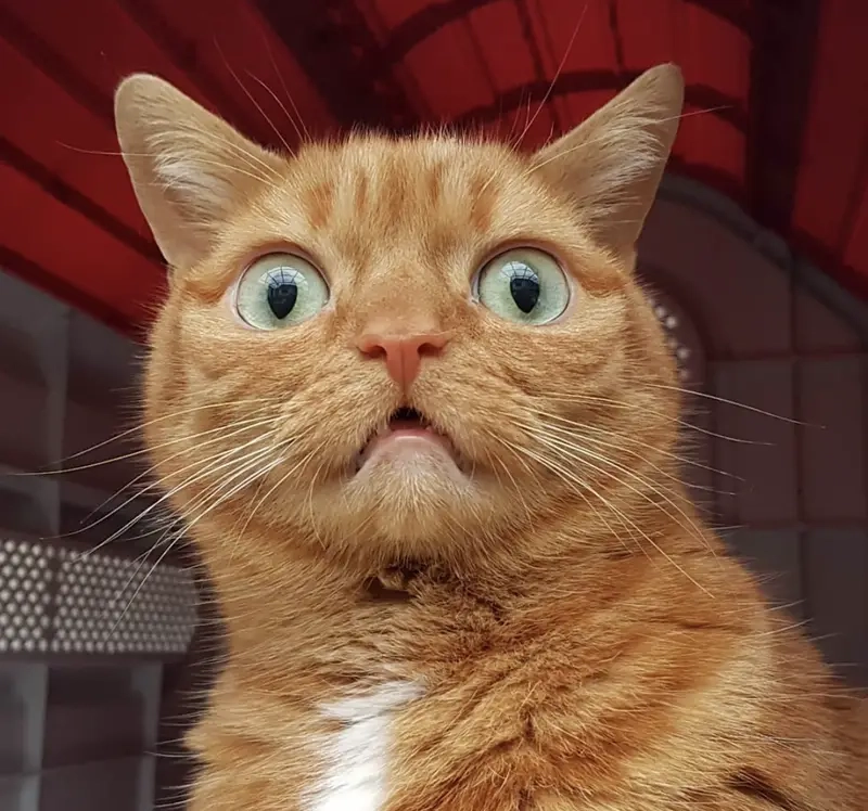 “Wow” chính là cảm xúc khi xem những meme wow này