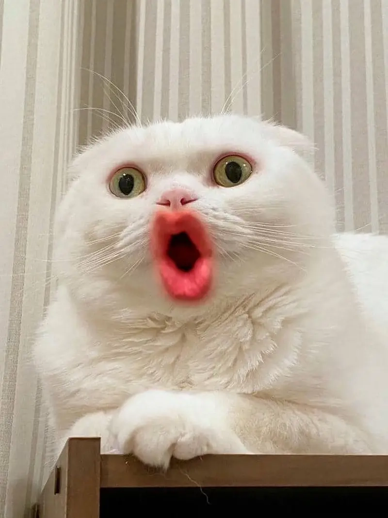 Khi chuyện không ngờ đến meme bất ngờ lên tiếng