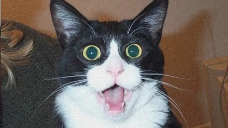 Khi sự ngạc nhiên vượt qua giới hạn meme kinh ngạc lên ngôi